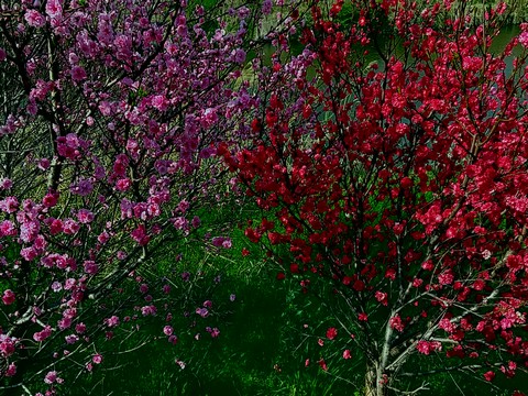 梅の木 花 複数