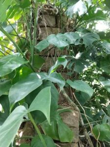 モンステラ 徒長 仕立て直し | 植 …