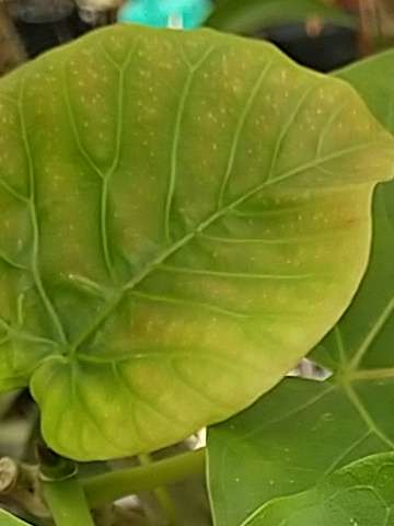 ウンベラータが伸びない 元気がない原因 植物の秘島