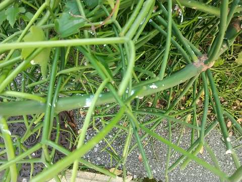 ミルクブッシュ しわしわ 復活方法 植物の秘島