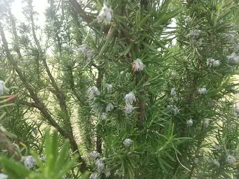 ローズマリー 変色 植物の秘島