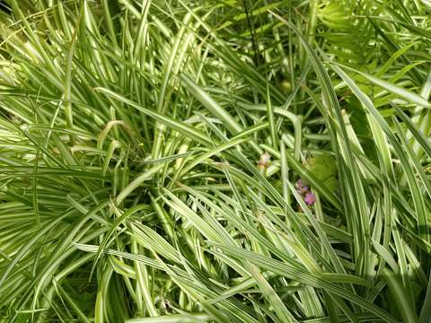 直射日光にあたるオリヅルラン