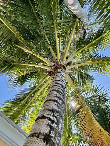 Coconut Palm