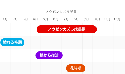 ノウゼンカズラ成長期など