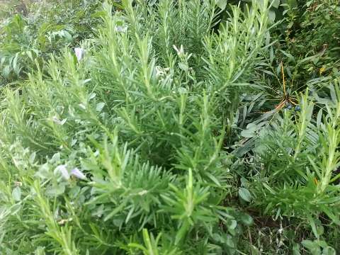 ローズマリー 変色 植物の秘島