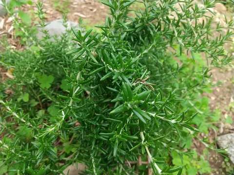 ローズマリー 葉が少しだけ茶色