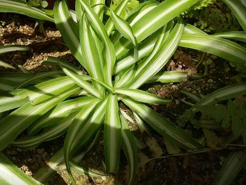 外植えのオリヅルラン