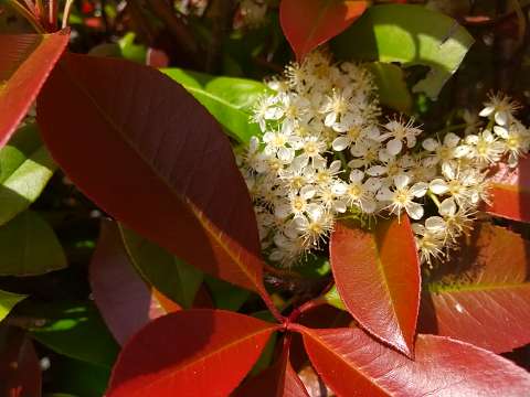 レッド ロビンの花