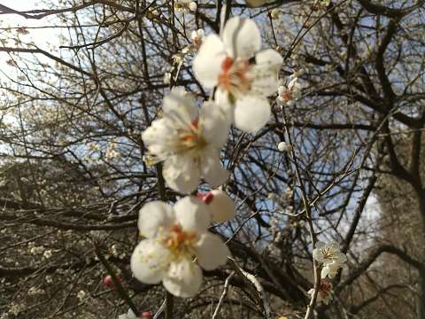 大きい梅の木の花