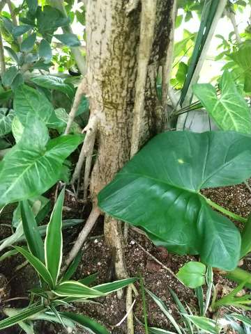 ウンベラータ 地植え 根本