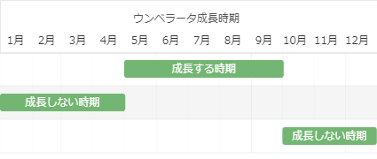 ウンベラータの成長