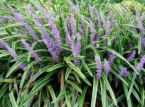 Liriope_muscari1